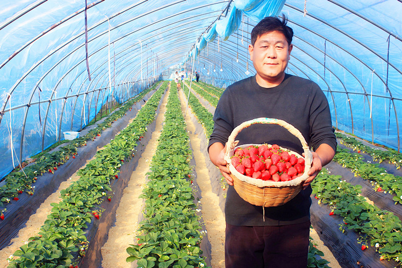 2025��ɽ�|��ݮ�a(ch��n)�I(y��)����A�M���_�����f���R�ϲ�ݮ�@��ժ�ý�