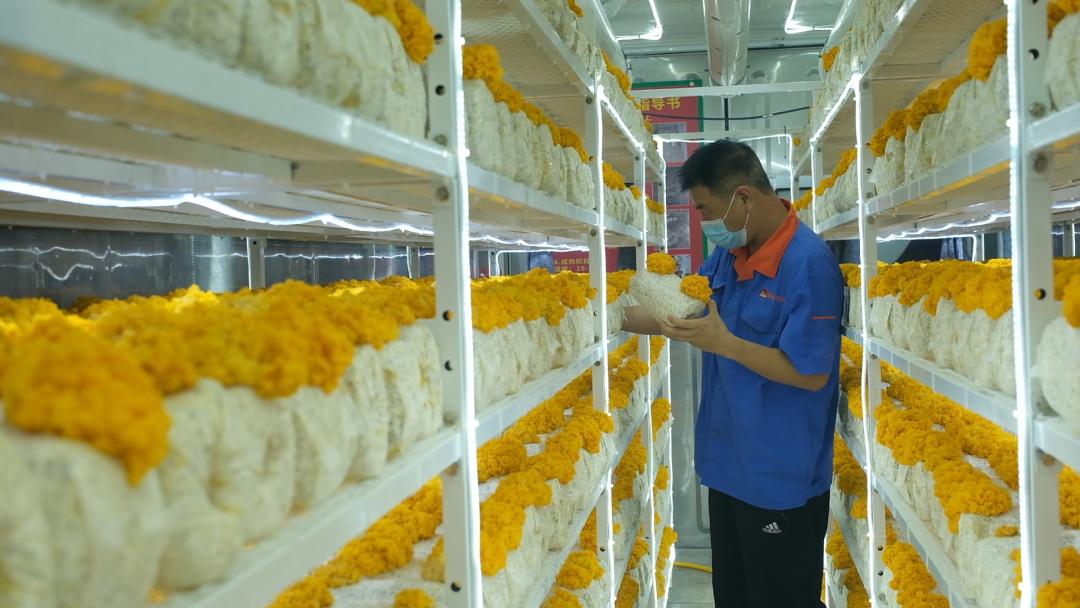 ɽ�|���f�����S�𡱮a(ch��n)�I(y��)����ġ������������Ƽ���(w��n)�a(ch��n)��